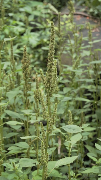 Groene planten en bloemen van Amaranthus powellii ook bekend als Powells amarant pigweed gladde groene amarant