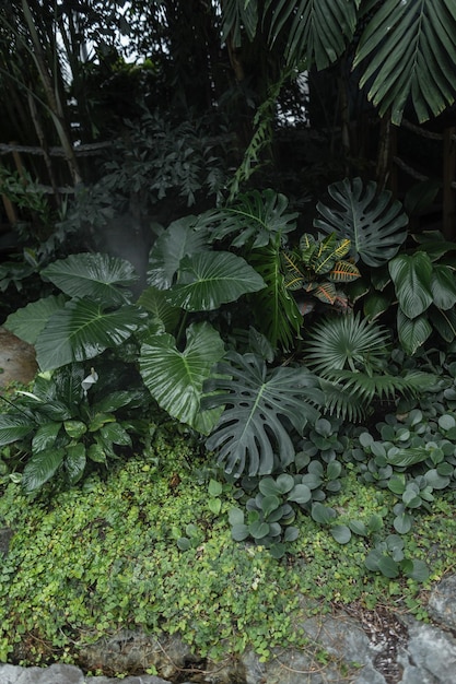 Groene planten en palmbladeren in de jungle ecologie en vegetatie