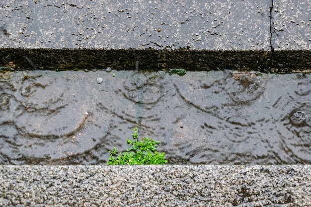 Groene planten gedrenkt in de regen