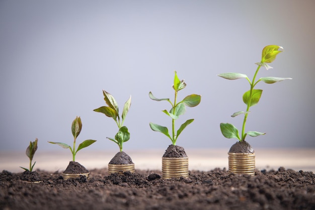 Groene planten groeien op munten Investering Winst Groei Succes