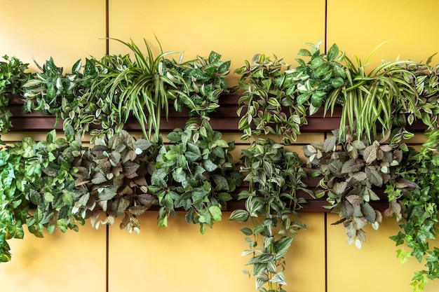 Groene planten hangen aan de gele muur van een straatcafé. Bloemendecoratie van restaurantterras. Eco-concept in eetcafe.