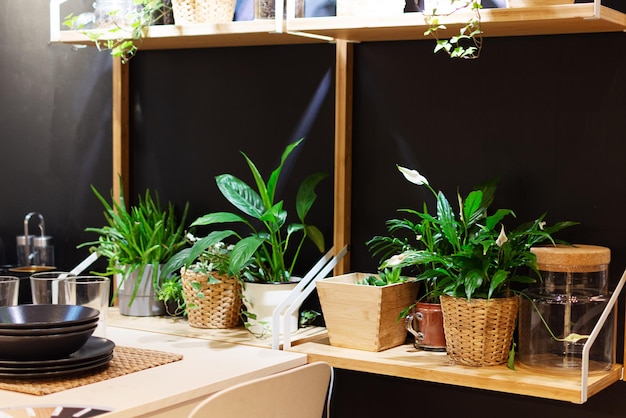 Groene planten in bloempotten die het interieur decoreren Huis tuinieren concept