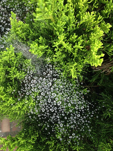 Foto groene planten in close-up vanuit een hoge hoek