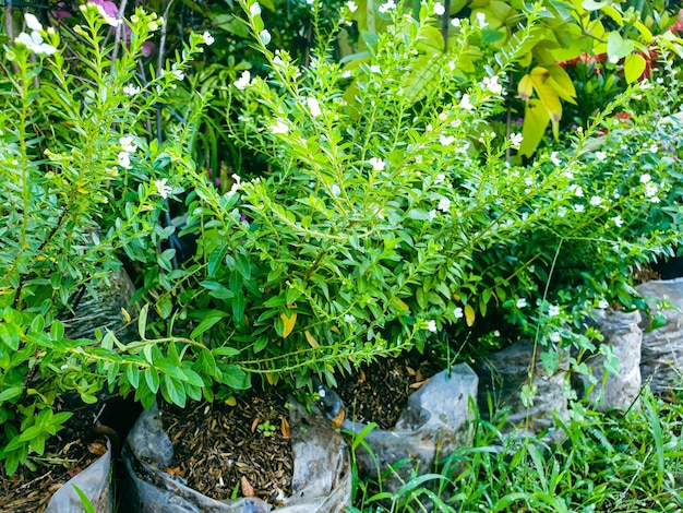 Groene planten in de pot textuur achtergrond natuur en behang