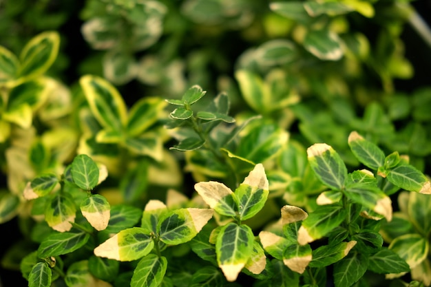 Groene planten in de tuin