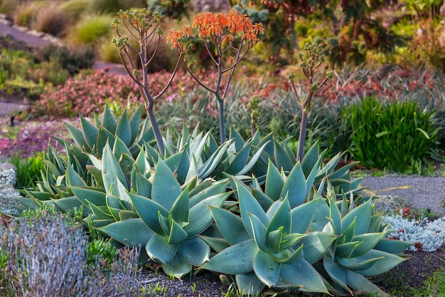 Groene planten in de zomertuin