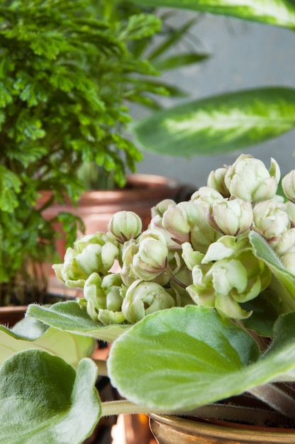 Groene planten in messing en koperen bloempotten