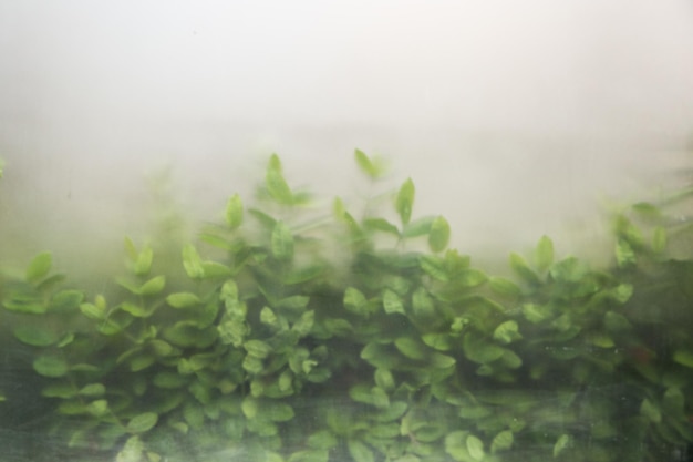 Groene planten in mist met stengels en bladeren achter mat glas