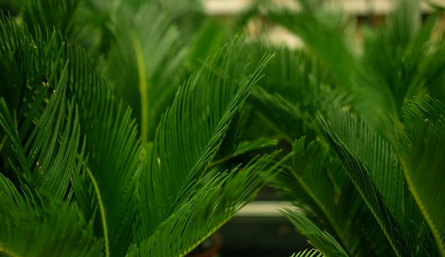 Groene planten in potten in tuinwinkel lente