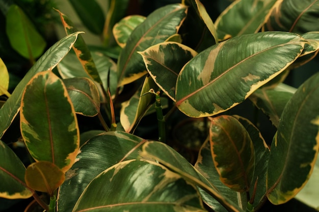 Groene planten in potten in tuinwinkel lente