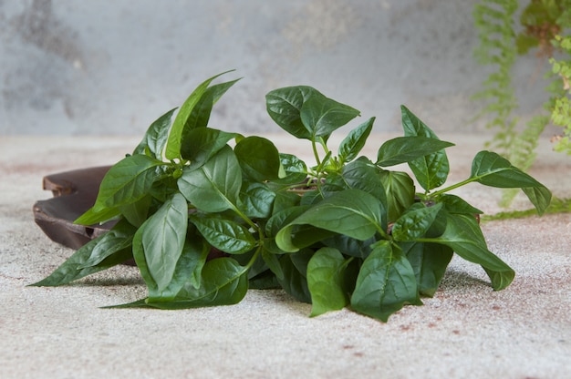 Groene planten komen omhoog