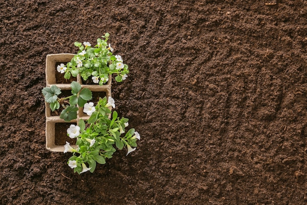 Groene planten op bodemruimte