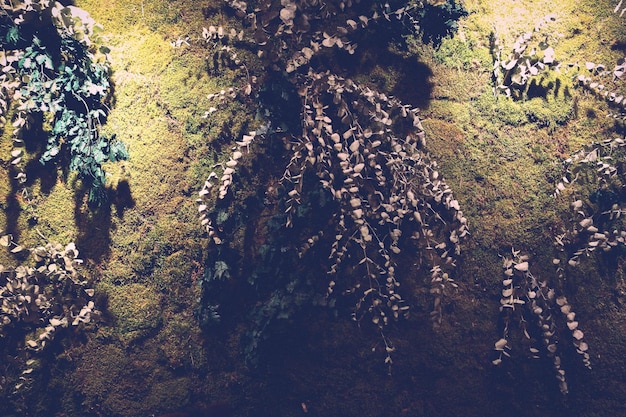 Groene planten op de ruwe muur