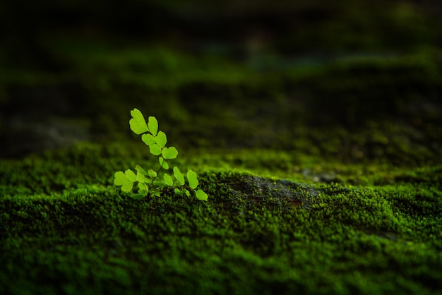 Groene planten op een donkere achtergrond