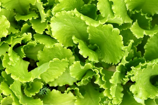 Groene planten salade bladeren groeien