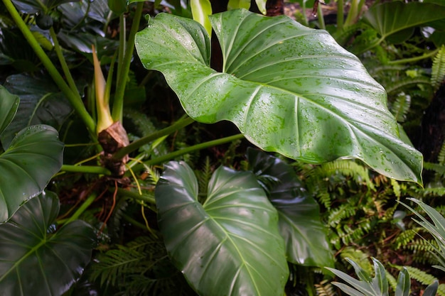 Groene planten tropische tuin rondom