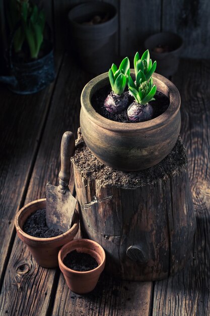 Groene planten verpotten in een oude houten werkplaats