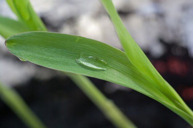 Groene planten zaailing