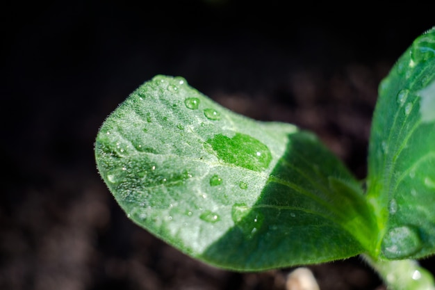 Groene planten zaailing