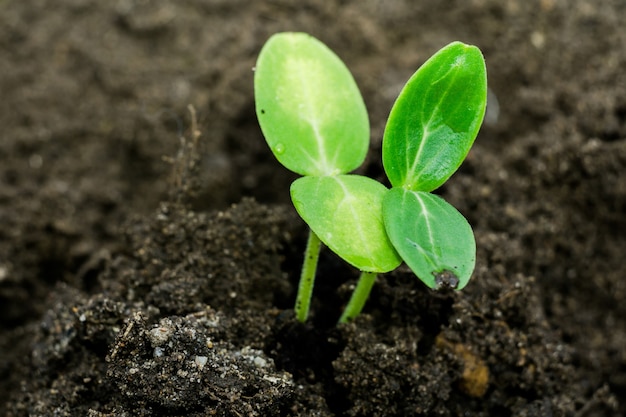 Groene planten zaailing