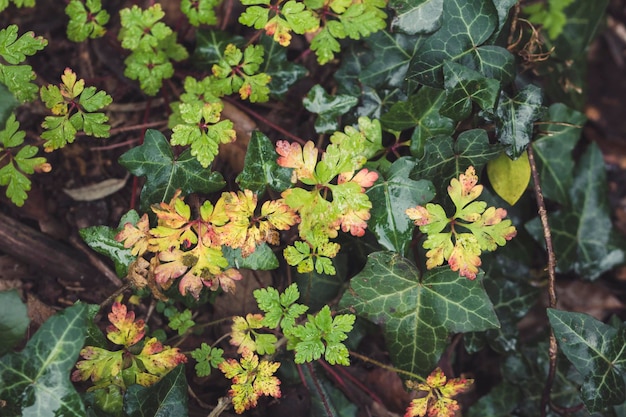 Groene planten