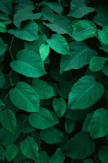 Groene plantenbladeren in de natuur in de lente