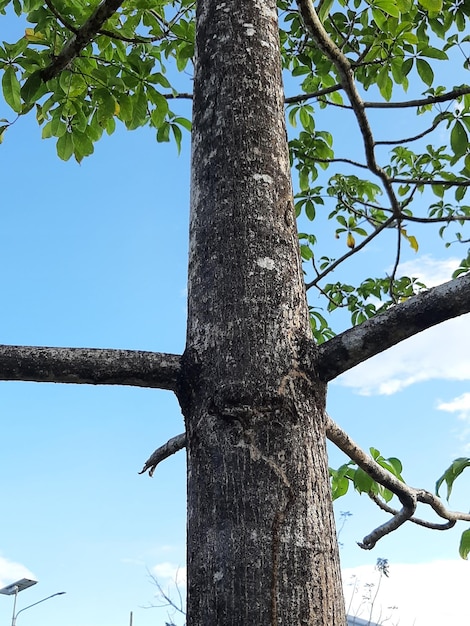 Groene plantenbladeren met blauwe hemelachtergrond