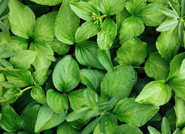 Groene plantenbladeren op de achtergrond bovenkant Natuur lente concept AI gegenereerd