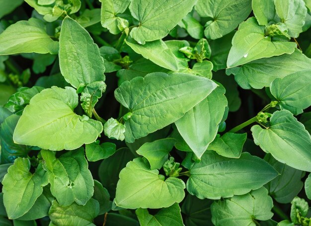 Groene plantenbladeren op de achtergrond bovenkant Natuur lente concept AI gegenereerd