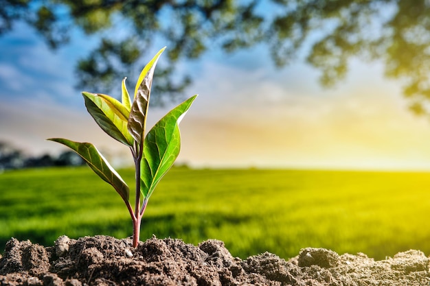 Groene plantenspruit groeit uit de bodem met groene veldachtergrond bij zonsondergang