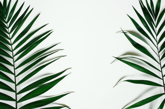 Groene plat lag tropische palmtak takken op witte achtergrond. ruimte voor tekst, kopiëren, belettering.