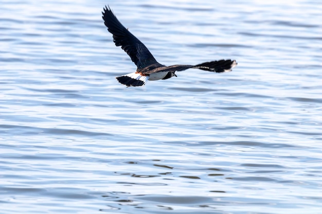 Groene plevier tijdens de vlucht. Kievit (Vanellus vanellus)