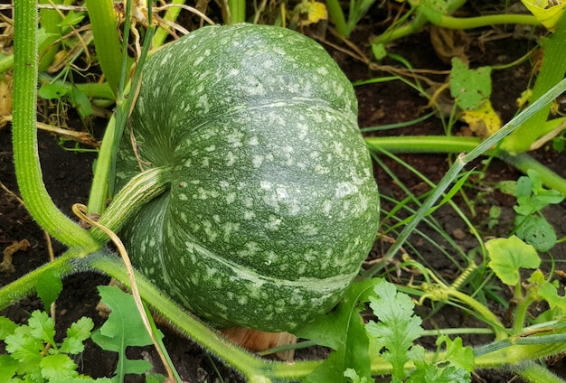 Groene pompoen groeit in de tuin, het concept van het kweken van biologische groenten.