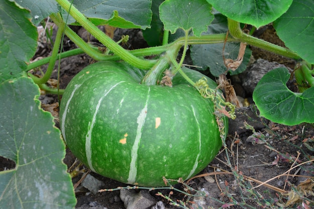 groene pompoen op het tuinbed geïsoleerd close-up
