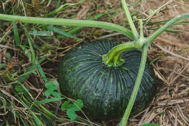 Groene pompoenboom op grond in de tuin