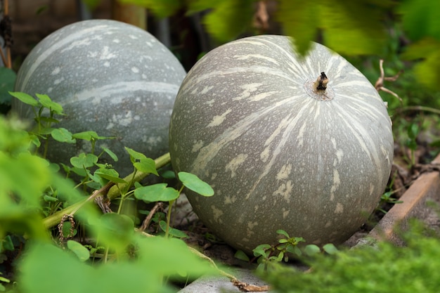 Groene pompoenen die op de achtertuin groeien.