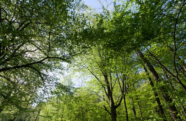 Groene populieren in het voorjaar in het bos, populieren met groene bladeren voordat de bomen bloeien