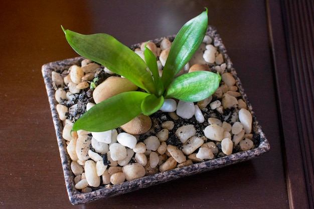 Groene potplant met binnendecoratiestenen in woonappartement Bahia Brazilië