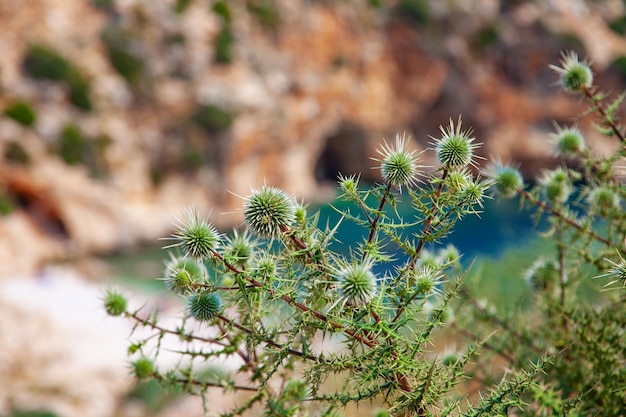 Groene prikkeldraad plant close-up met wazig lagune op achtergrond