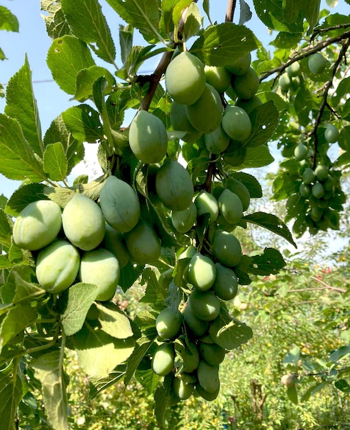 Groene pruim op een tak. Jonge pruimen in de tuin