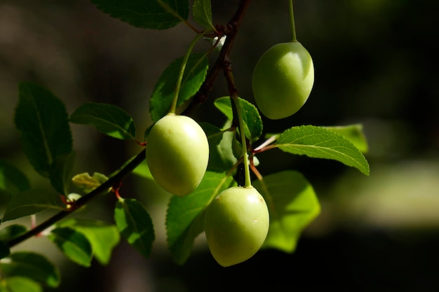 Groene pruimen op boomtak