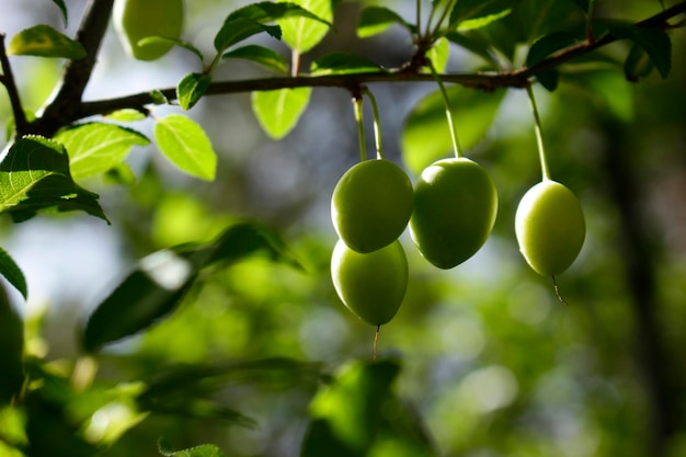 Groene pruimen op boomtak