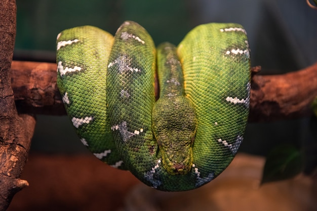 Groene python close-up op boomtak