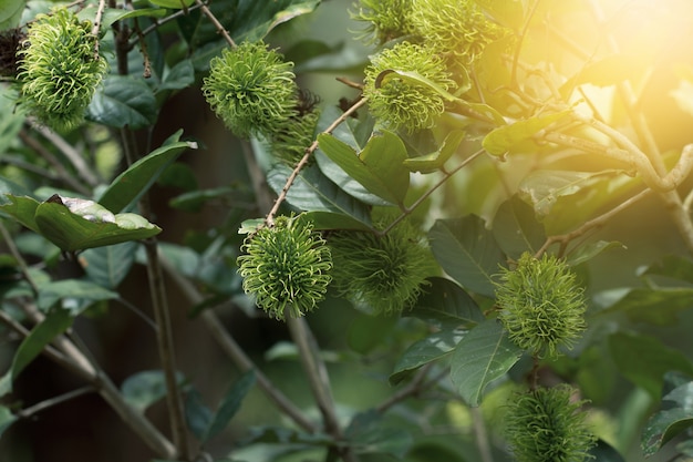 Groene Rambutan fruit op boom, Rambutan boom