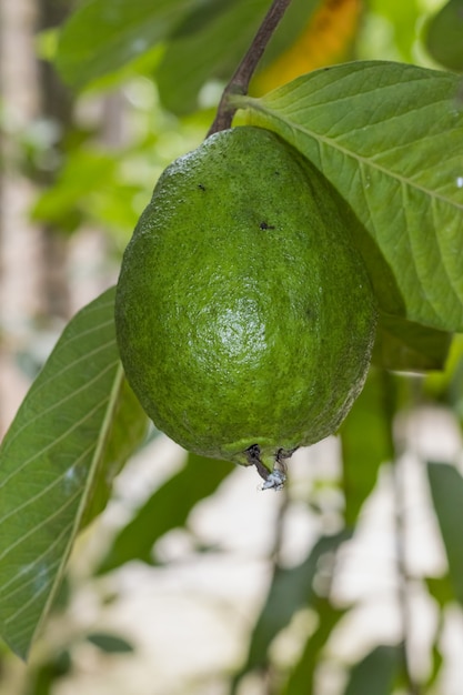 Groene rauwe guave fruit groeit op de boom close-up