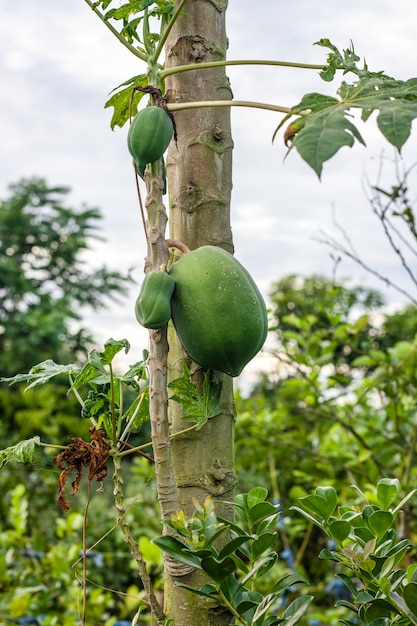 Groene rauwe papaya fruitteelt op een kleine tak in de tuin
