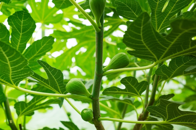 Groene rauwe vijgen op de tak van een vijgenboom met ochtendzonlicht