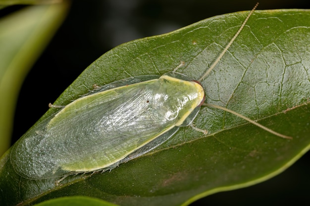 Groene reuzenkakkerlak van het geslacht panchlora