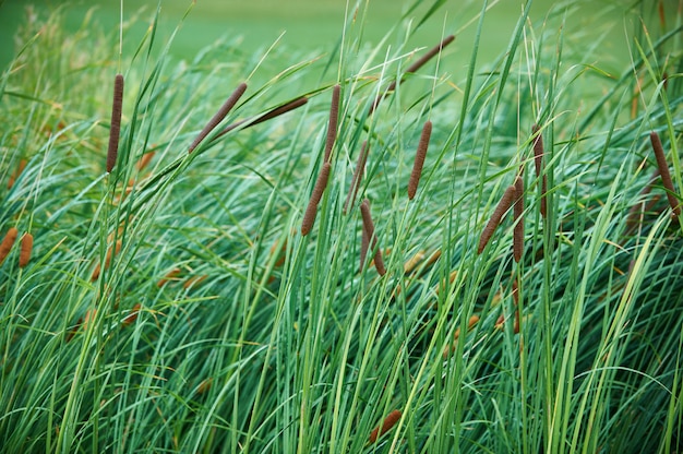 Groene riet achtergrond