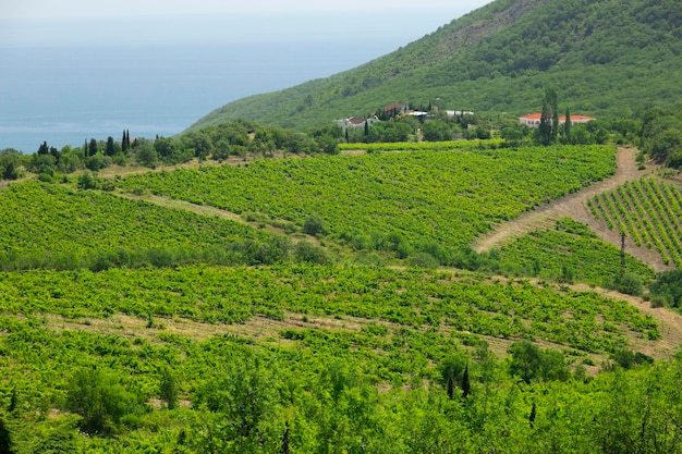 Groene rijen wijnstokken aan de voet van de bergen